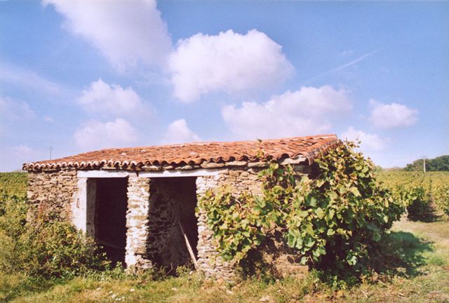 Christophe Maillard vigneron vynuogynas vynininkas ekologiškas vynas muzikantas klarnetas karvių mėšlas akmenų pastatai senovė